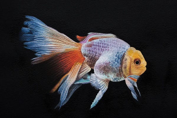 Liam Kumawat: Goldfissh by Liam Kumawat