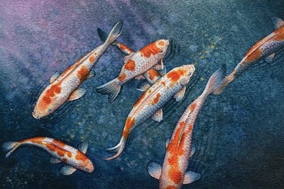 Koi Gasp by Liam Kumawat metal wall art