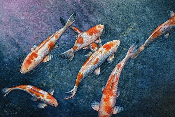 Liam Kumawat: Koi Gasp by Liam Kumawat