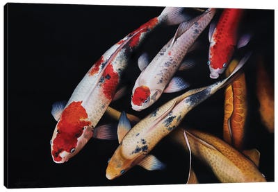 Koi Gasp Canvas Art Print - Koi Fish Art