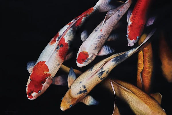 Koi: Koi Gasp by Liam Kumawat