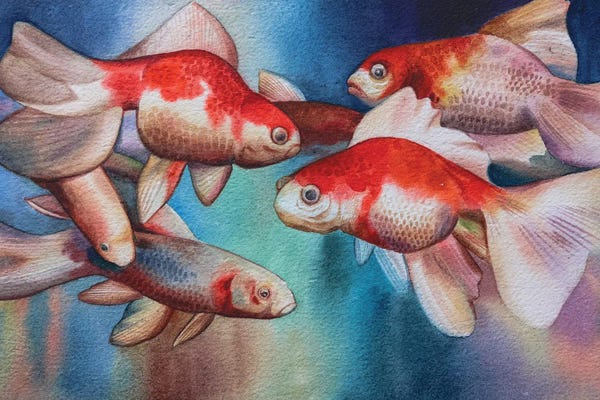 Goldfish: Untitled IV by Liam Kumawat