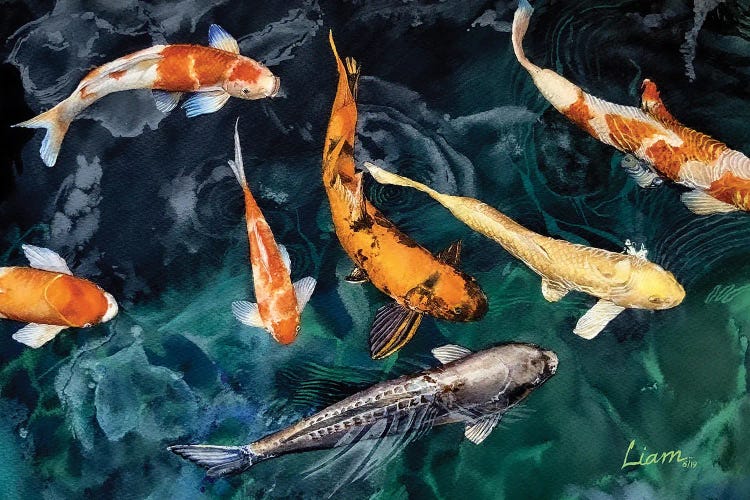 Koi Fish