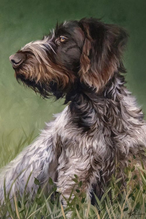 German Wirehaired Pointer