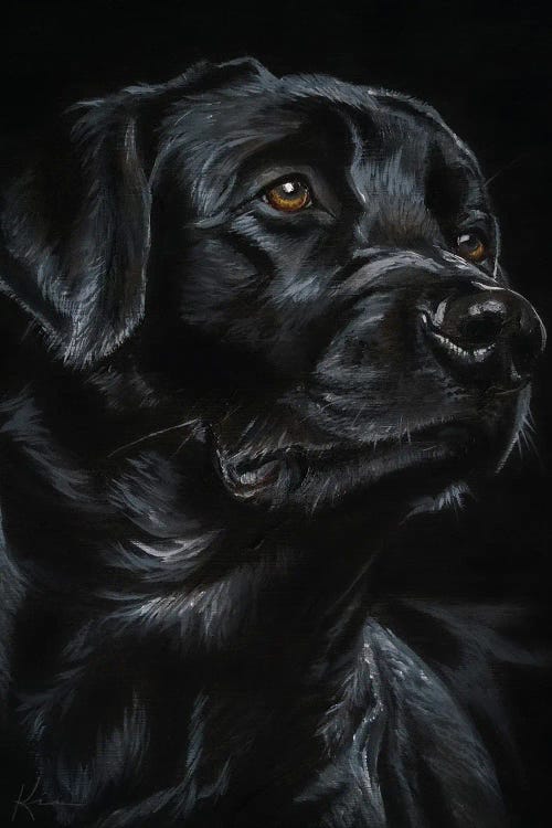 Black Labrador Retriever