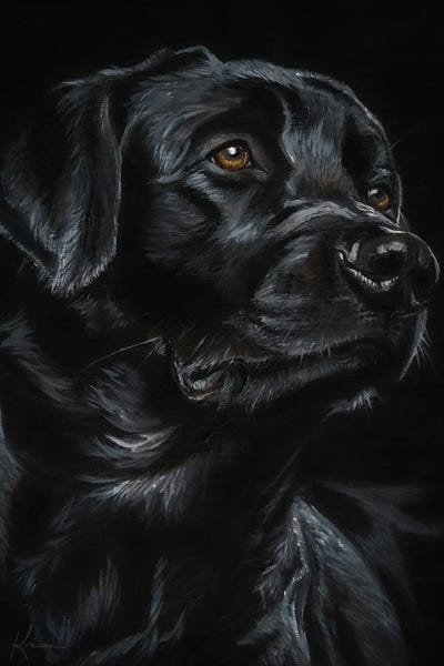 Labrador Retrievers: Black Labrador Retriever by Lindsay Kivi