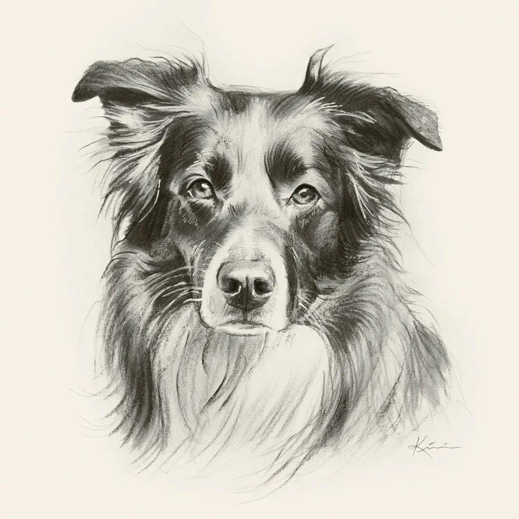 Australian Shepherd Sketch