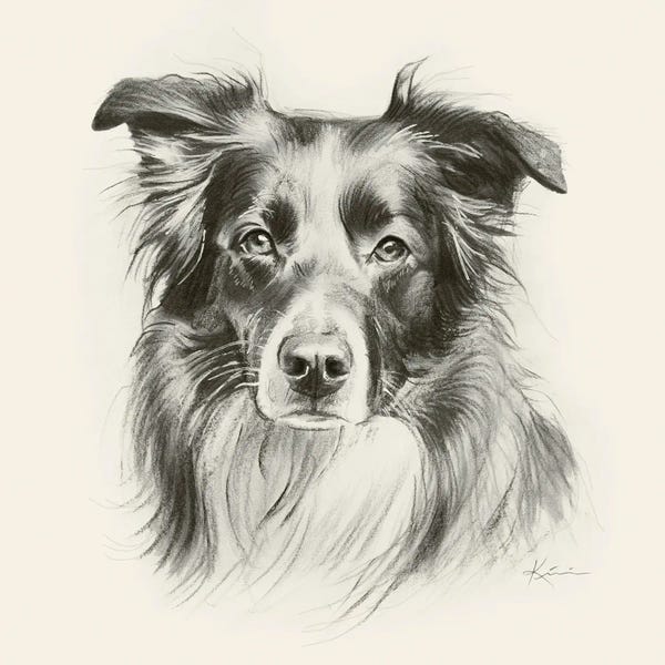 Australian Shepherd Sketch