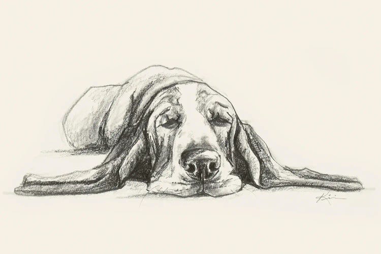 Basset Hound Sketch