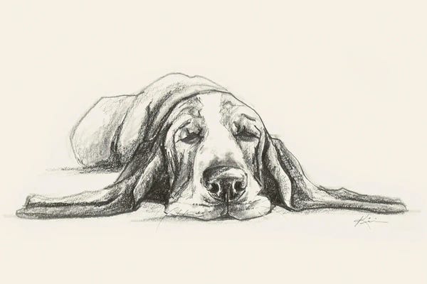 Basset Hounds: Basset Hound Sketch by Lindsay Kivi