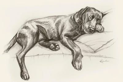 Labrador Retriever II Sketch by Lindsay Kivi canvas print