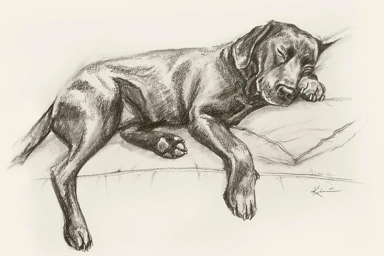 Labrador Retriever II Sketch