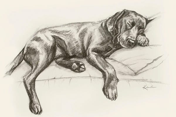 Labrador Retrievers: Labrador Retriever II Sketch by Lindsay Kivi