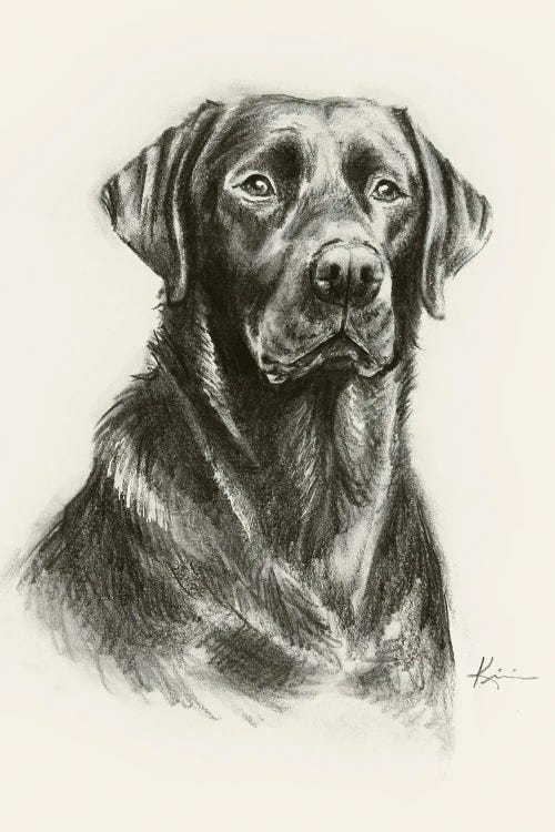 Labrador Retriever III Sketch