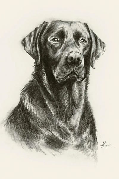 Labrador Retrievers: Labrador Retriever III Sketch by Lindsay Kivi