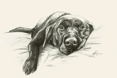Labrador Retriever I Sketch by Lindsay Kivi canvas print