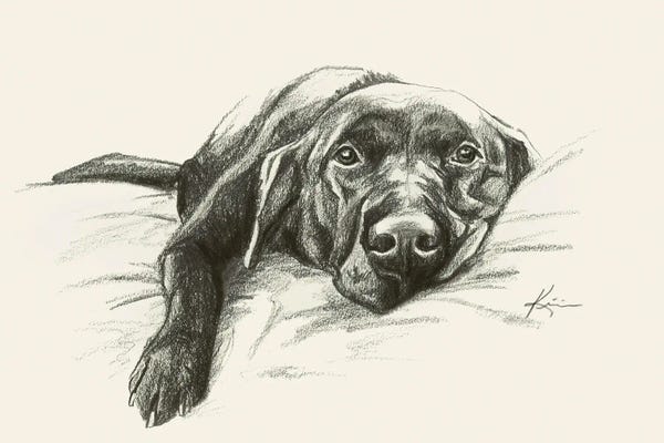 Labrador Retrievers: Labrador Retriever I Sketch by Lindsay Kivi