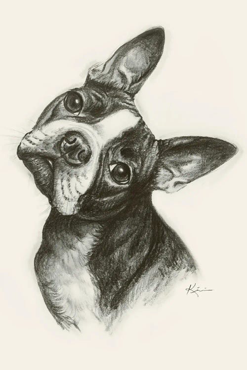 Boston Terrier Sketch