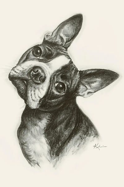 Boston Terriers: Boston Terrier Sketch by Lindsay Kivi