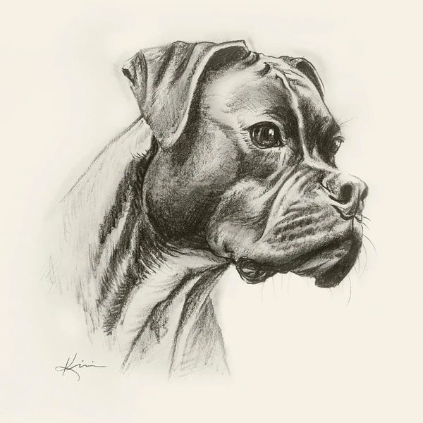 Boxers: Boxer Sketch by Lindsay Kivi