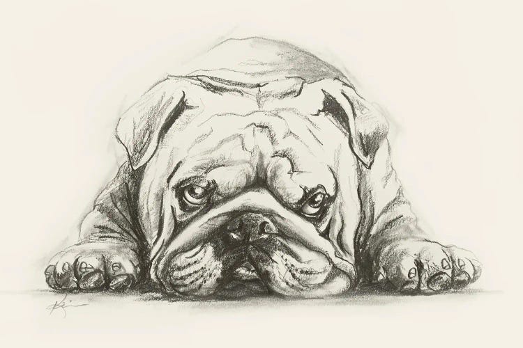 English Bulldog Sketch