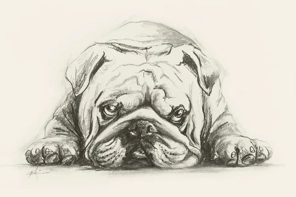 Bulldogs: English Bulldog Sketch by Lindsay Kivi