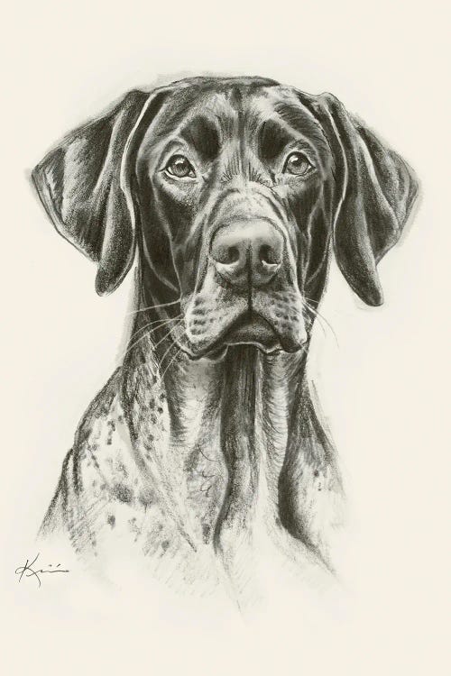 German Shorthaired Pointer Sketch