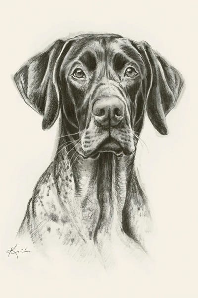 German Shorthaired Pointers: German Shorthaired Pointer Sketch by Lindsay Kivi