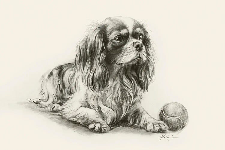 King Charles Spaniel Sketch