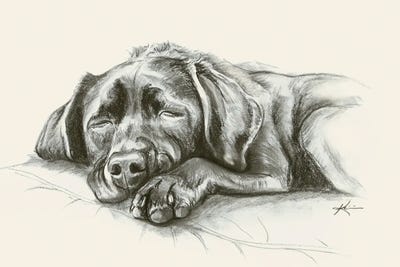 Lab Puppy Sketch by Lindsay Kivi canvas print