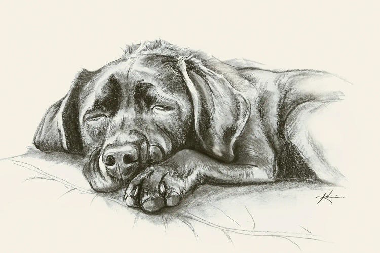 Lab Puppy Sketch