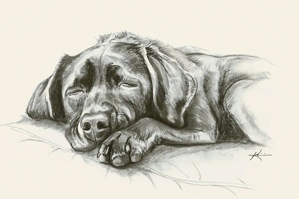 Fine Art Print: Lab Puppy Sketch by Lindsay Kivi