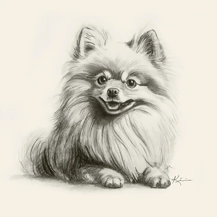 Pomeranian Sketch