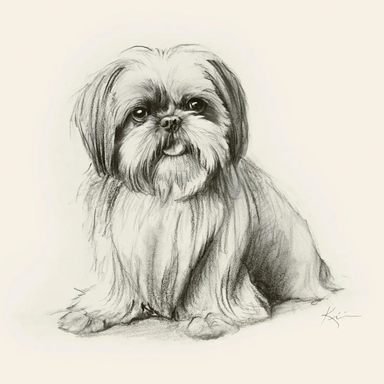 Shih Tzu Sketch by Lindsay Kivi wall art