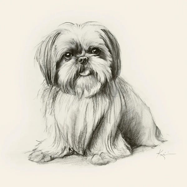 Shih Tzus: Shih Tzu Sketch by Lindsay Kivi
