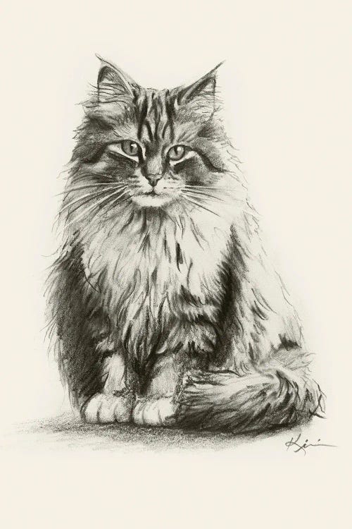 Siberian Cat Sketch