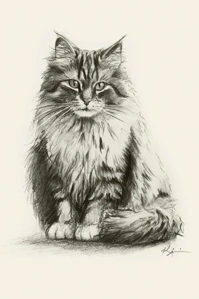 Cats: Siberian Cat Sketch by Lindsay Kivi