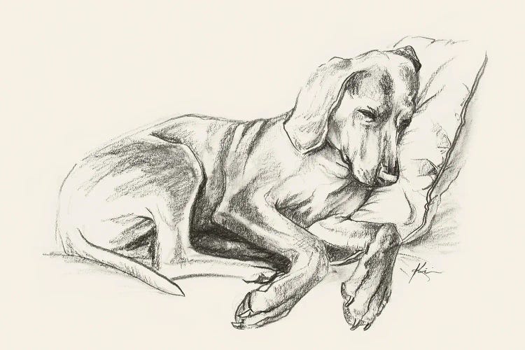 Weimaraner Sketch