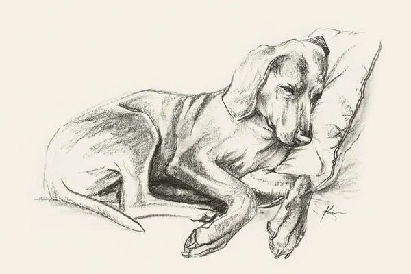 Weimaraners: Weimaraner Sketch by Lindsay Kivi