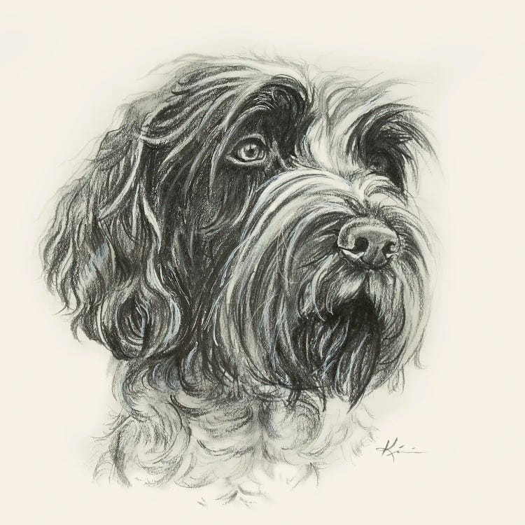 Wirehaired Pointing Griffon Sketch