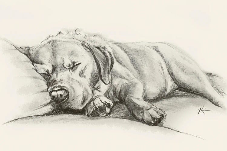 Yellow Lab Sketch