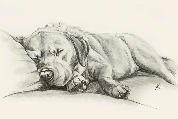 Fine Art Print: Yellow Lab Sketch by Lindsay Kivi