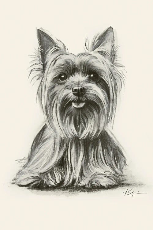 Yorkshire Terrier Sketch