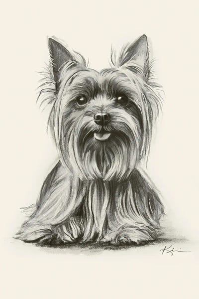 Yorkshire Terriers: Yorkshire Terrier Sketch by Lindsay Kivi