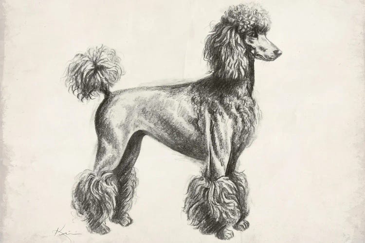 French Poodle Sketch