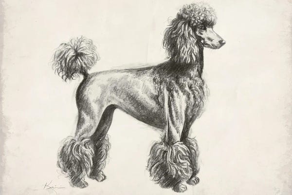 Poodles: French Poodle Sketch by Lindsay Kivi