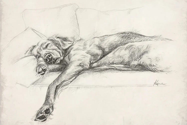 Sleeping Golden Retriever