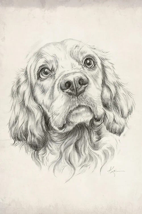 Cocker Spaniel Sketch