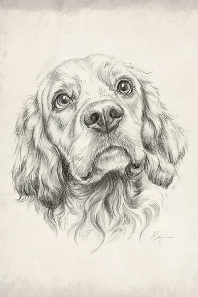 Spaniels: Cocker Spaniel Sketch by Lindsay Kivi