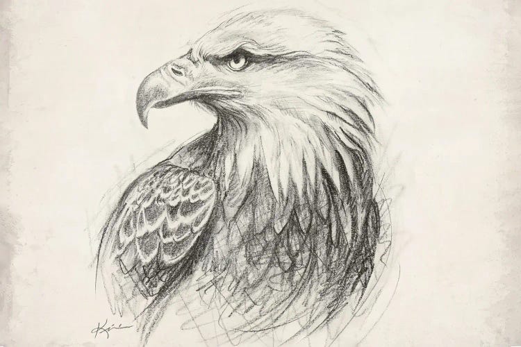 Bald Eagle Sketch